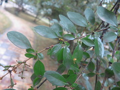 Syringa protolaciniata
