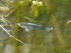 Cyprinodon nevadensis shoshone