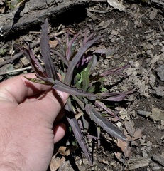 Borodinia laevigata, photograph Evan Barker, CC0, iNaturalist via GBIF