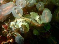Eurylepta californica