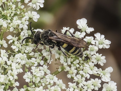 Zanysson texanus