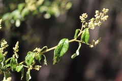 Trymalium odoratissimum