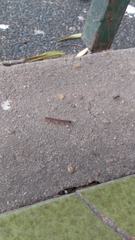Oxidus gracilis