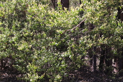 Trymalium odoratissimum