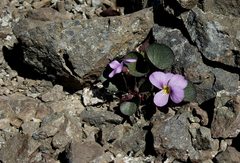 Viola flettii