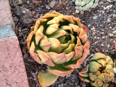 Aeonium canariense
