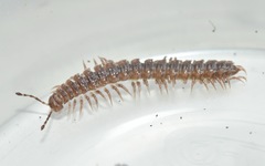 Polydesmus coriaceus
