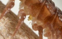 Polydesmus coriaceus