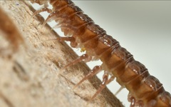 Polydesmus coriaceus