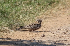 Caprimulgus asiaticus