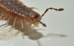 Polydesmus coriaceus