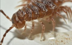Polydesmus coriaceus