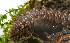 Polydesmus coriaceus