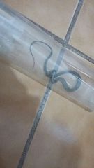 Masticophis fuliginosus