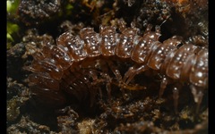 Polydesmus coriaceus