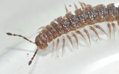 Polydesmus coriaceus