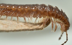Polydesmus coriaceus