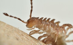 Polydesmus coriaceus