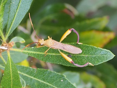 Hyalymenus longispinus