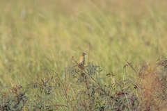Ploceus manyar