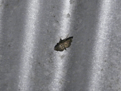 Herpetogramma salbialis