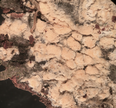 Trichothecium roseum