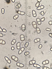 Trichothecium roseum