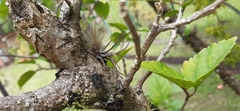 Tillandsia butzii