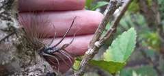 Tillandsia butzii