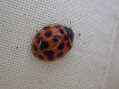Harmonia axyridis
