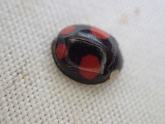 Harmonia axyridis