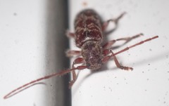 Eupogonius tomentosus