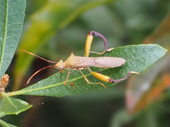 Hyalymenus longispinus