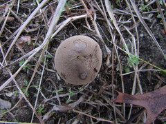 Lycoperdon molle