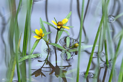 Bidens hyperborea
