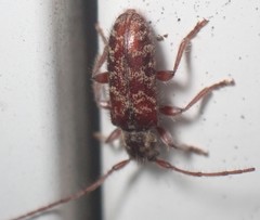 Eupogonius tomentosus