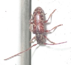 Eupogonius tomentosus