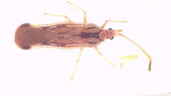 Parada taeniophora