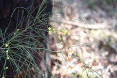 Acacia extensa