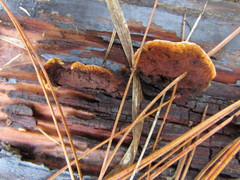 Gloeophyllum sepiarium