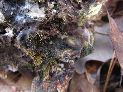 Gliocladium polyporicola