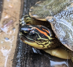 Rhinoclemmys punctularia