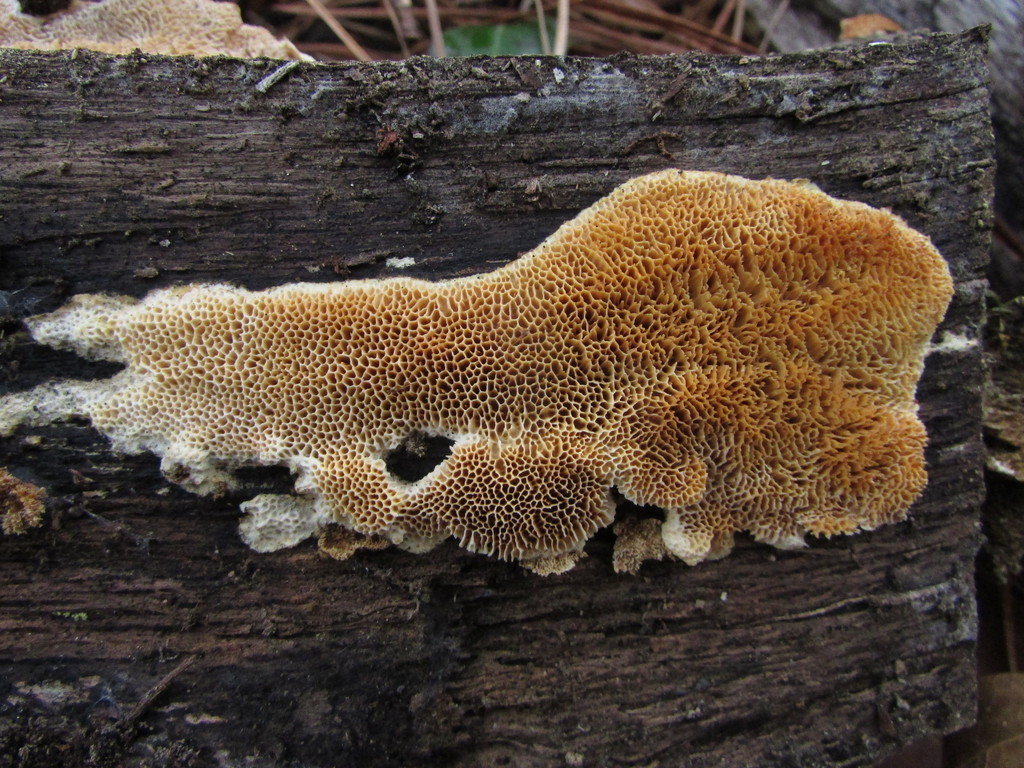 Deer-colored Trametes from Atco, NJ 08004, USA on December 11, 2021 at ...