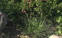 Bouteloua reflexa