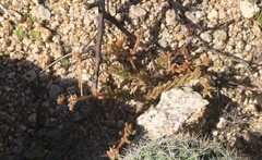 Portulaca californica