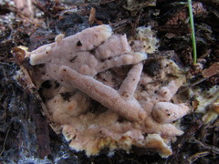 Physisporinus pouzarii