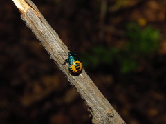 Comperocoris roehneri