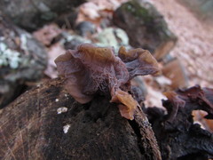 Phaeotremella frondosa