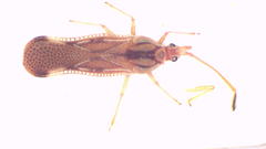 Parada taeniophora