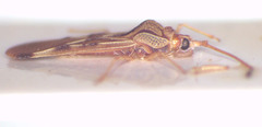 Parada taeniophora